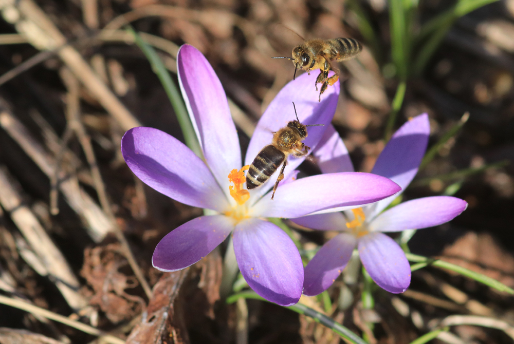 Frühlingserwachen