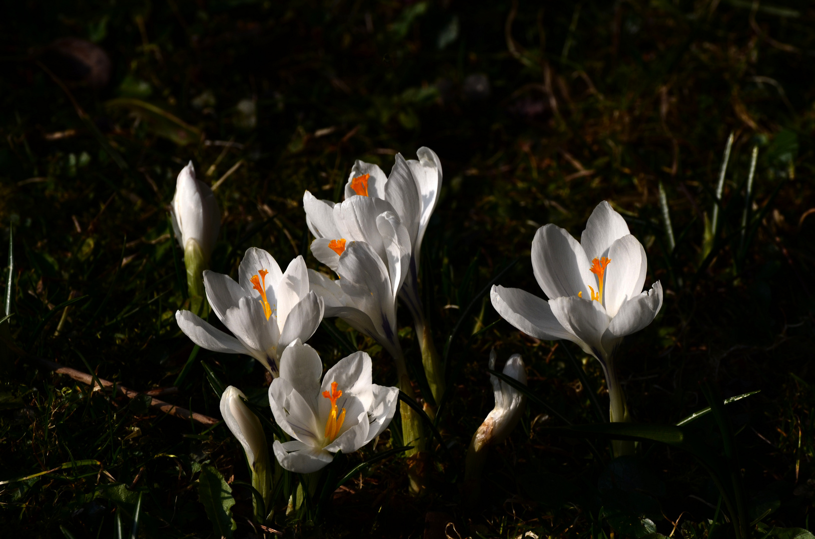 Frühlingserwachen