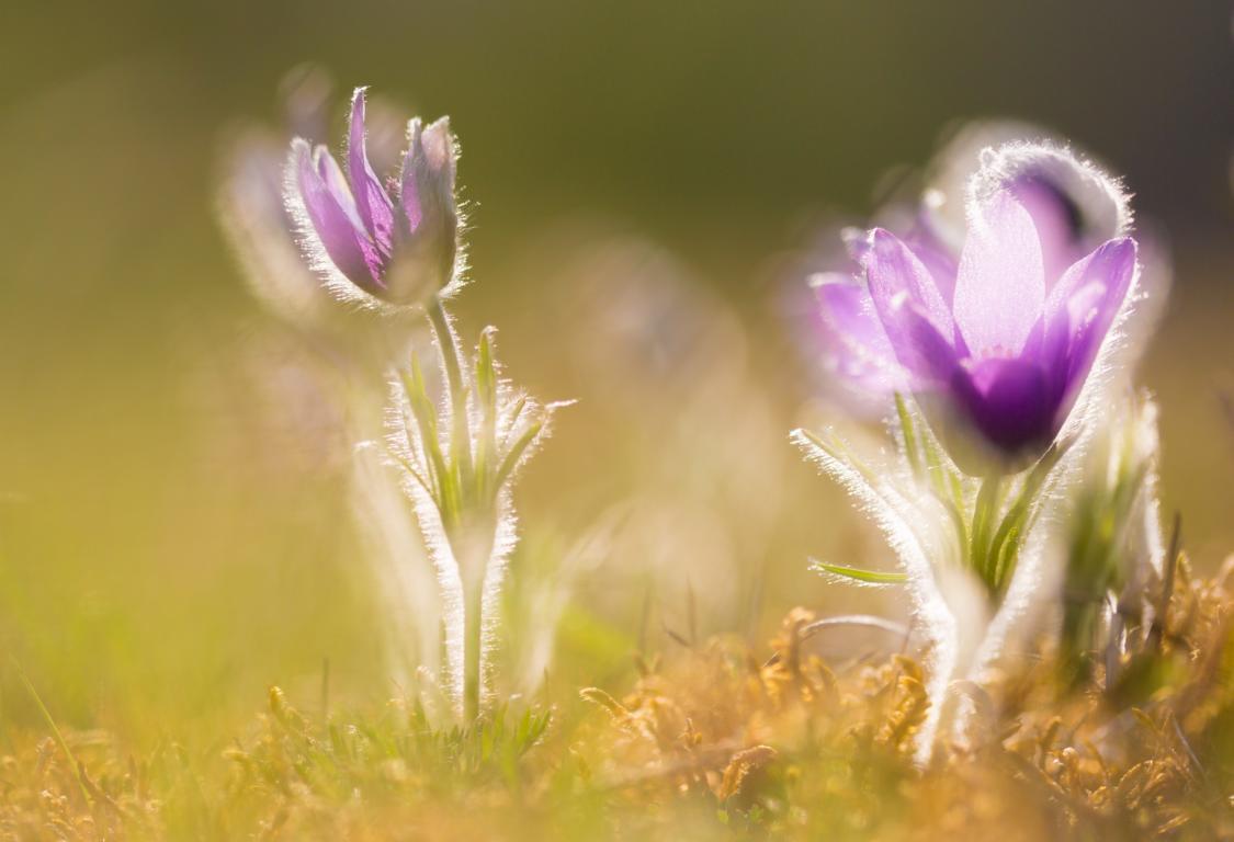 Frühlingserwachen