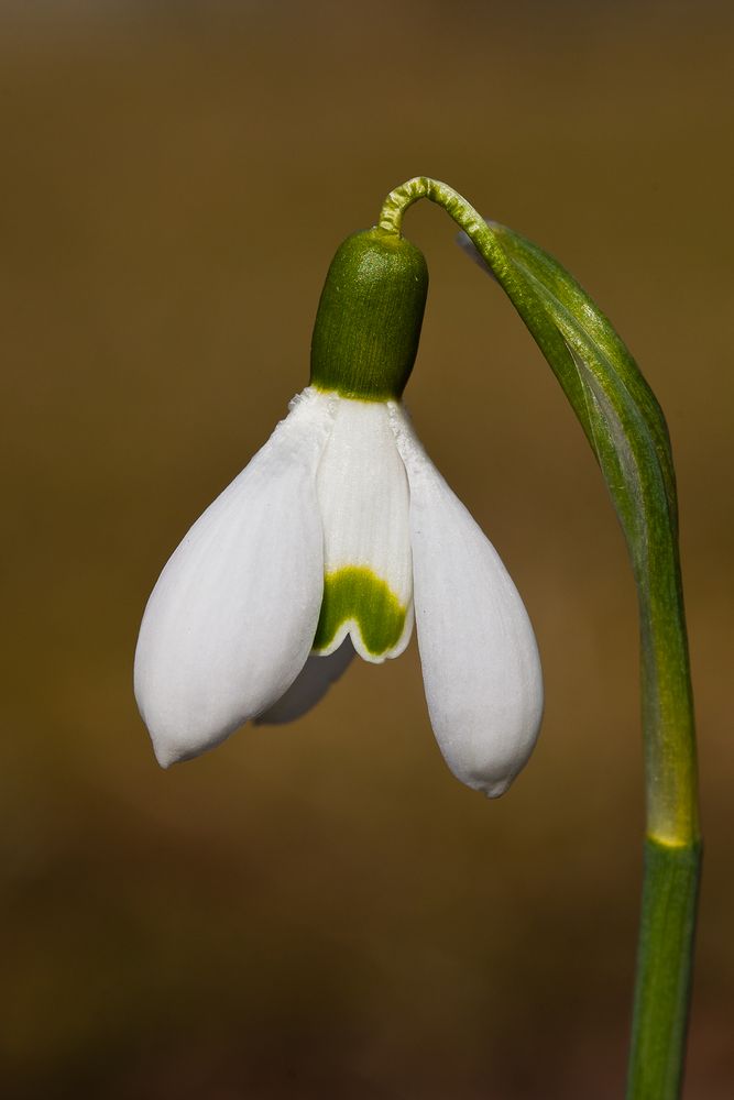 Frühlingserwachen