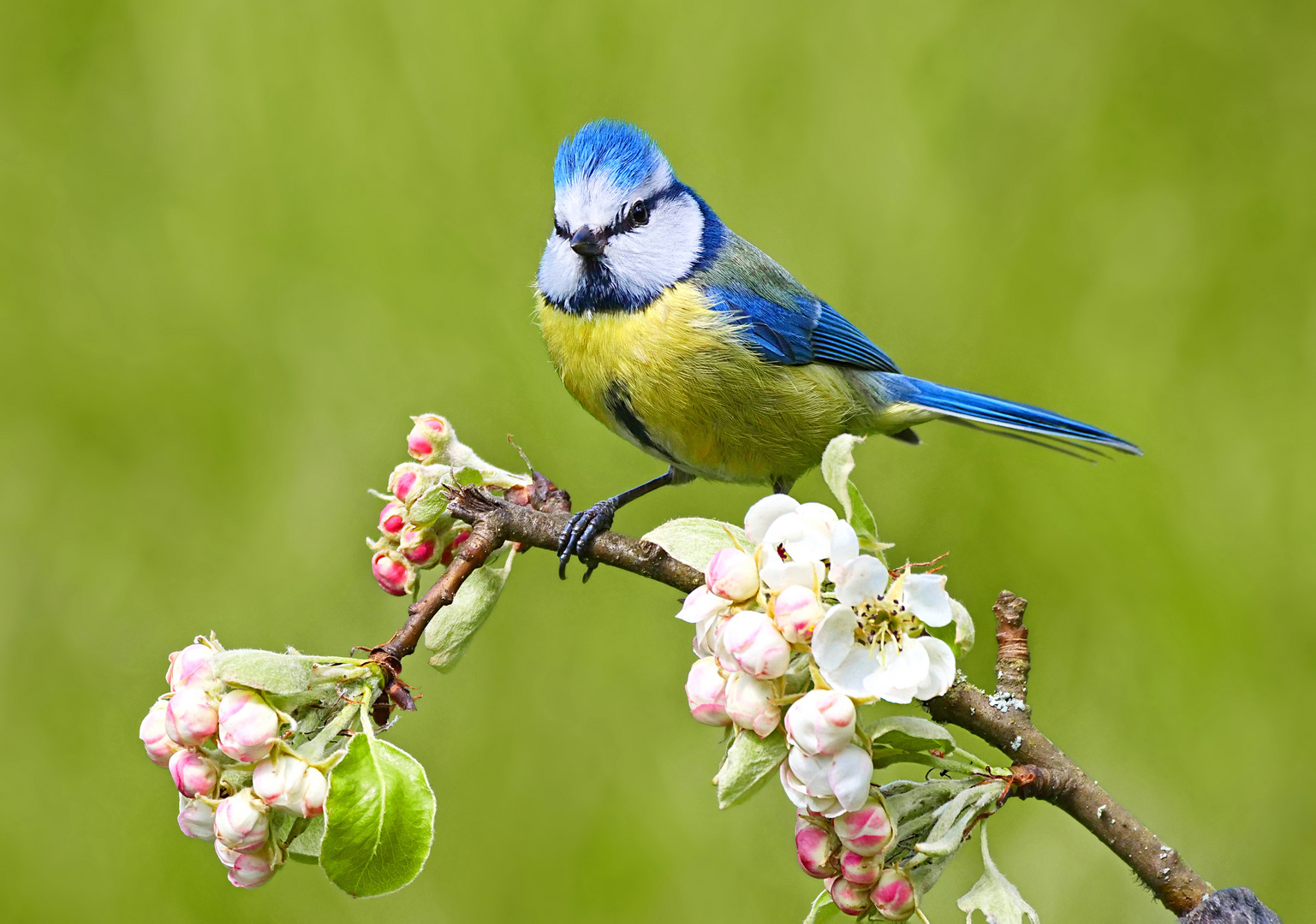 Frühlingserwachen