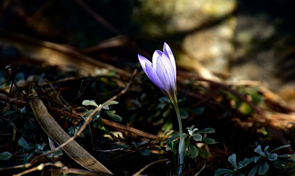 Frühlingserwachen 