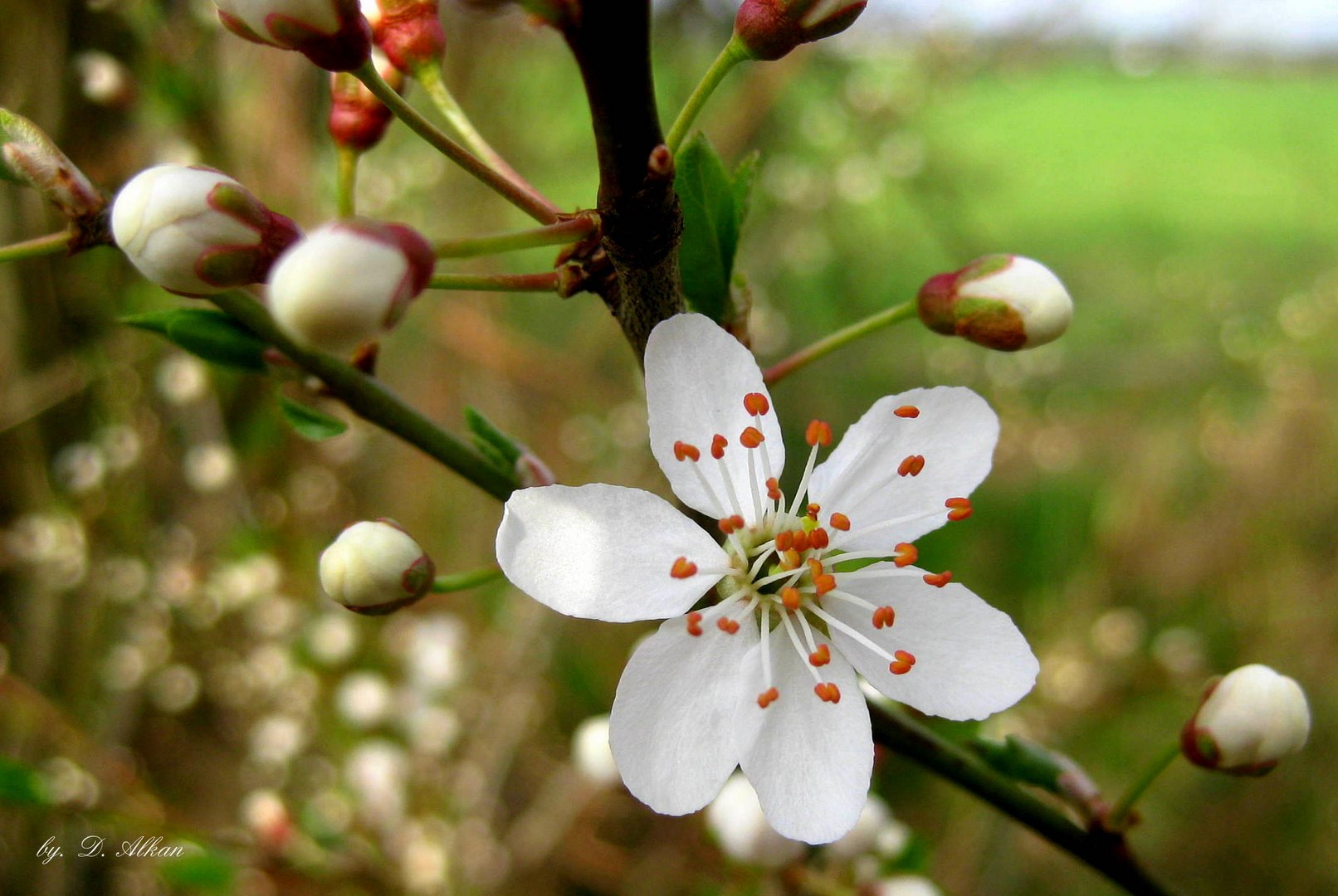 Frühlingserwachen