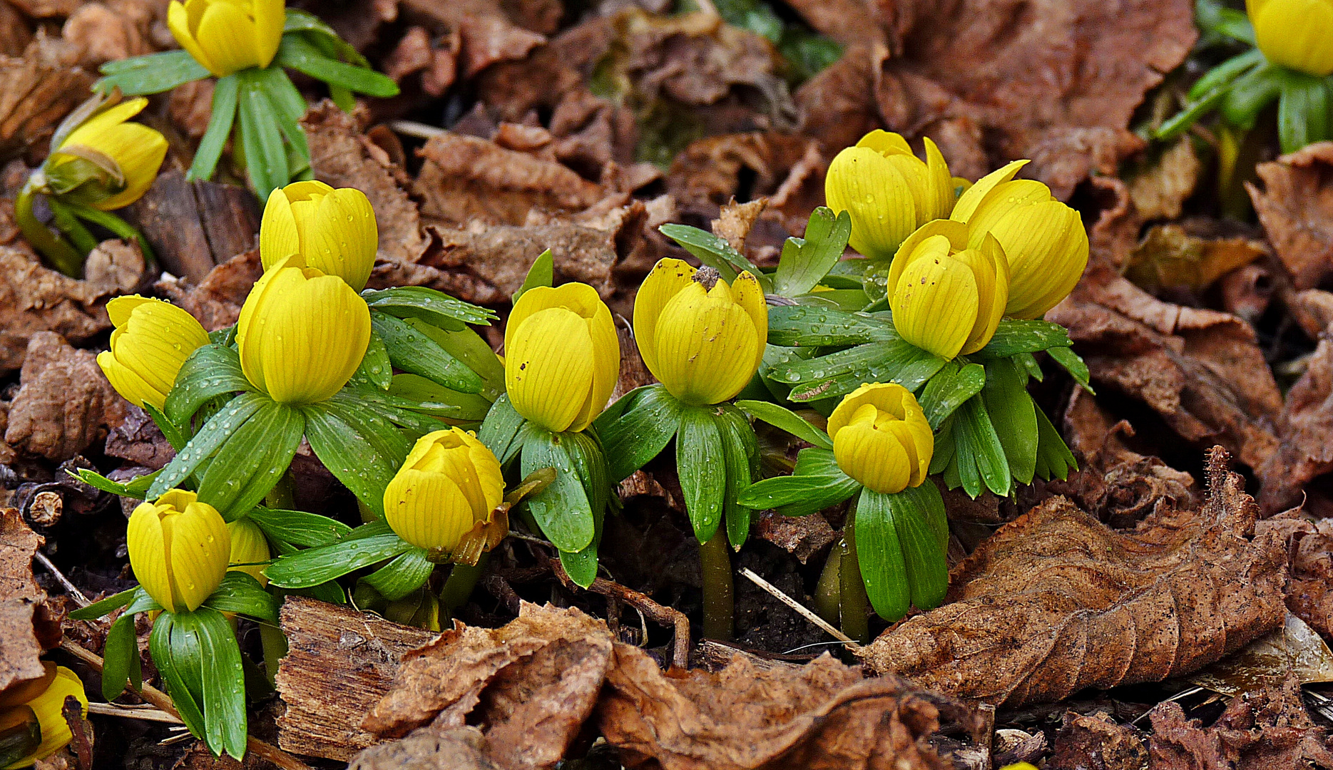 Frühlingserwachen