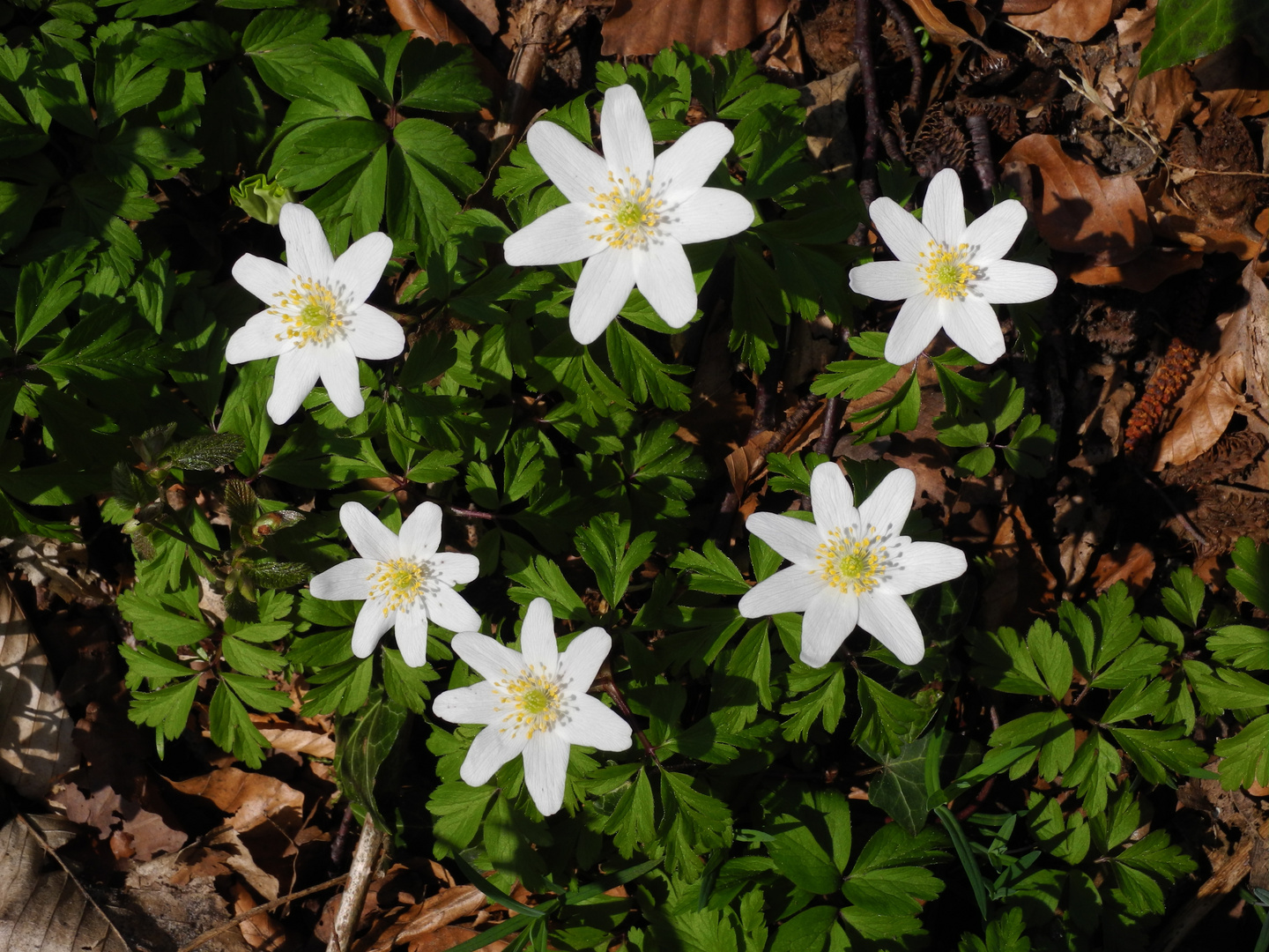 Frühlingserwachen