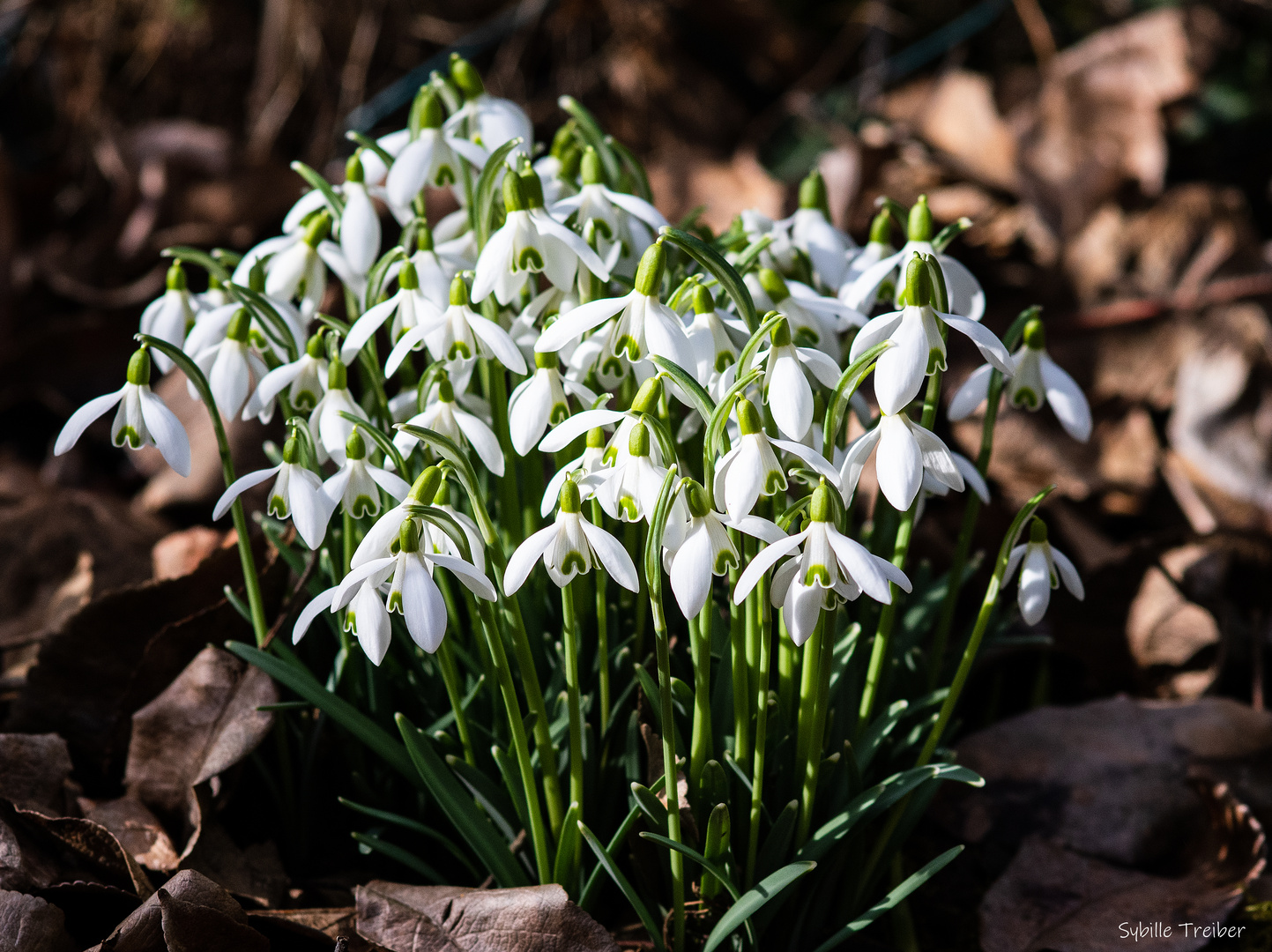 Frühlingserwachen