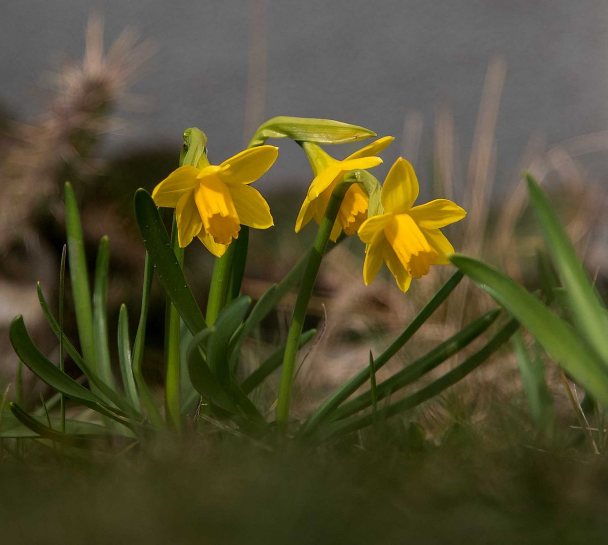 Frühlingserwachen