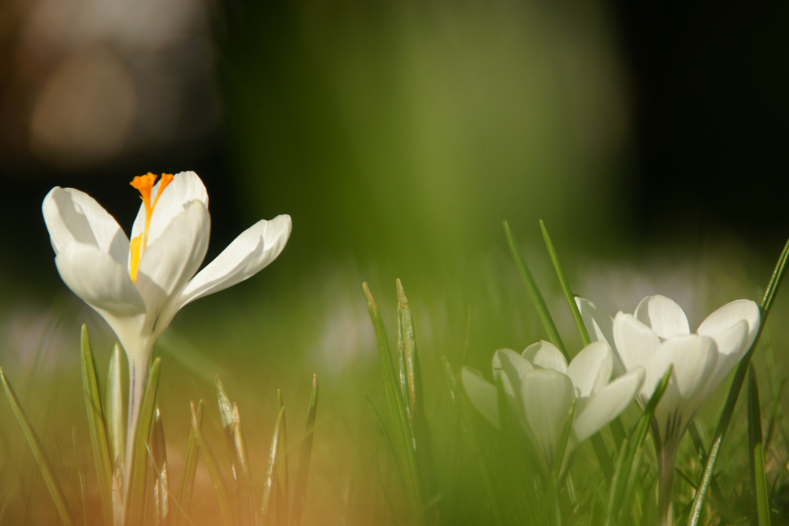 Frühlingserwachen