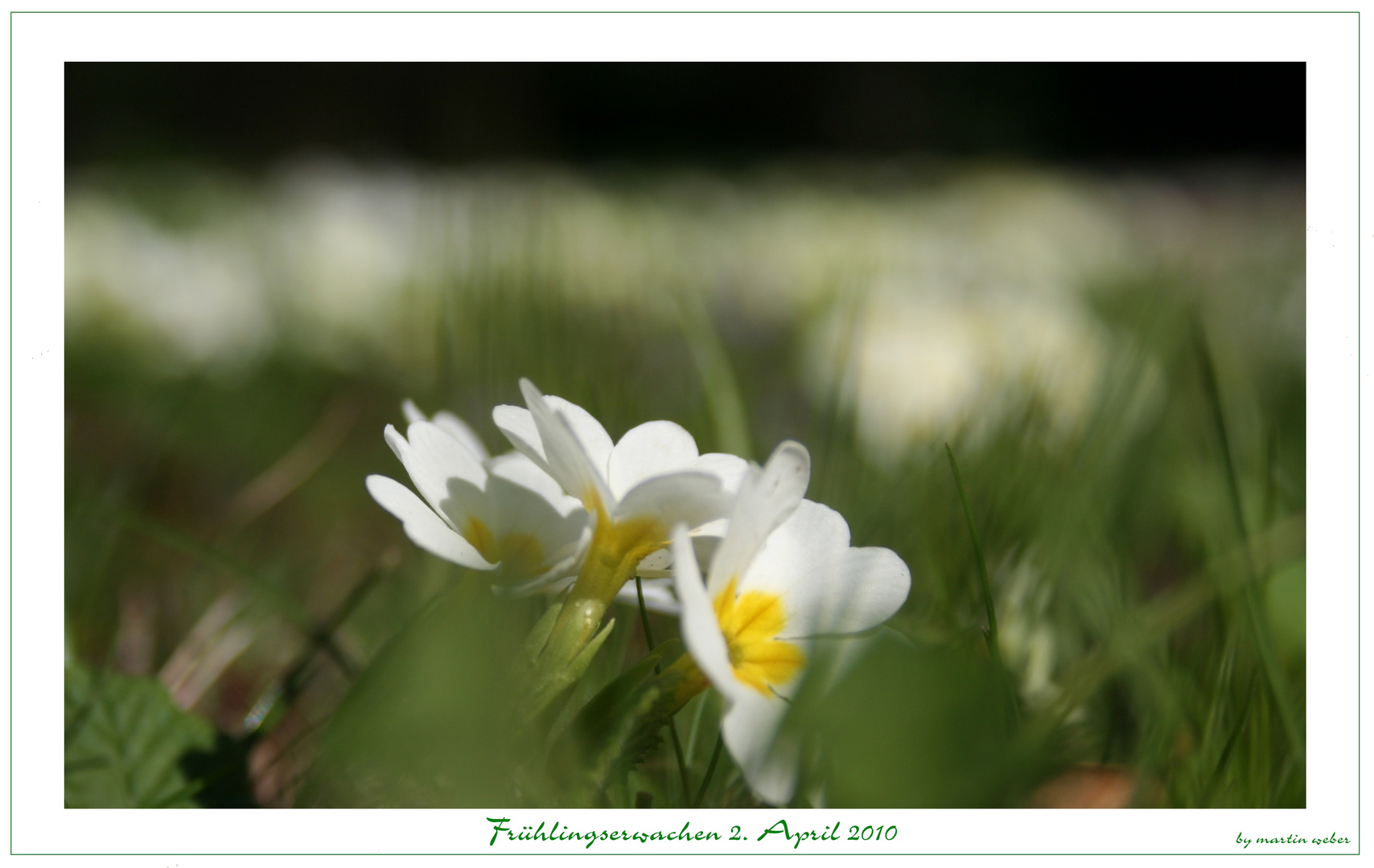 Frühlingserwachen