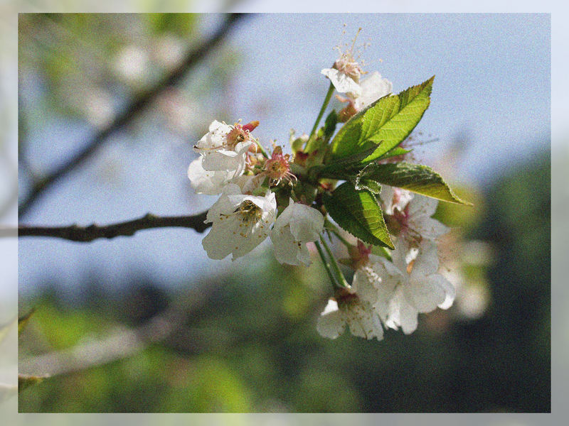 Frühlingserwachen