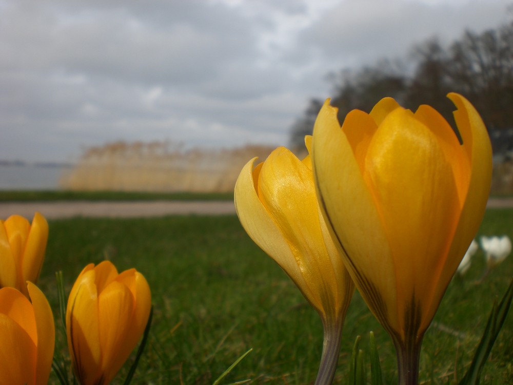 Frühlingserwachen