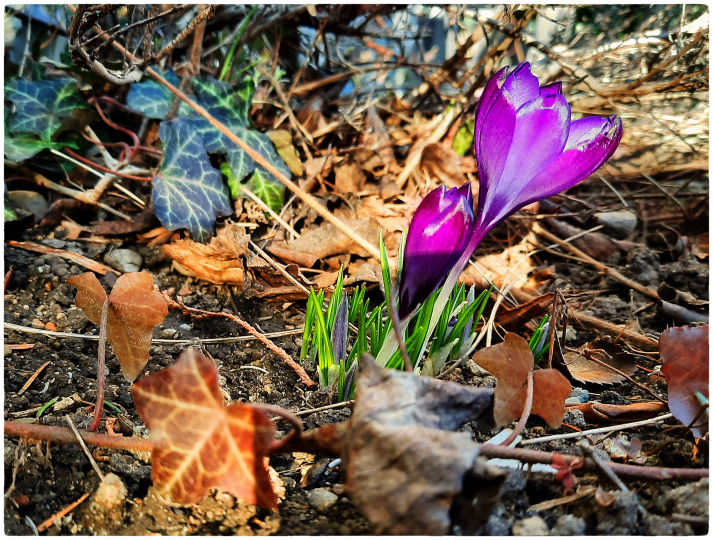 Frühlingserwachen