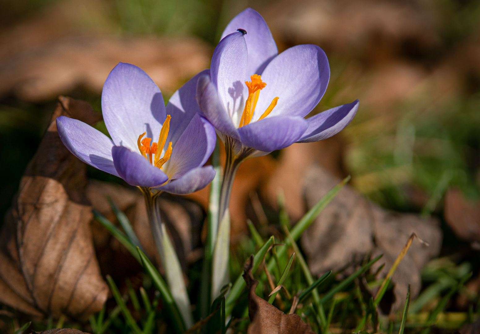 Frühlingserwachen 