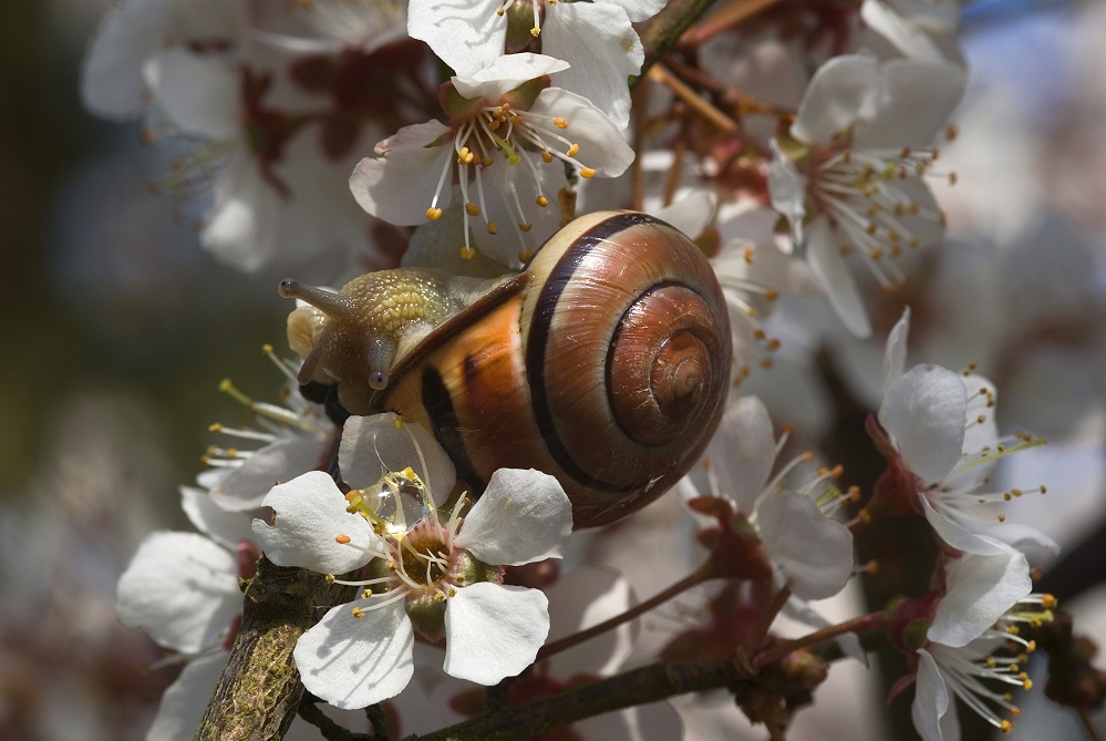 Frühlingserwachen