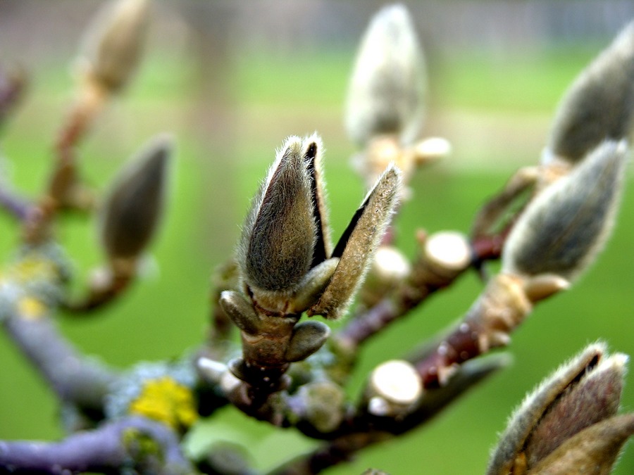 FRÜHLINGSERWACHEN