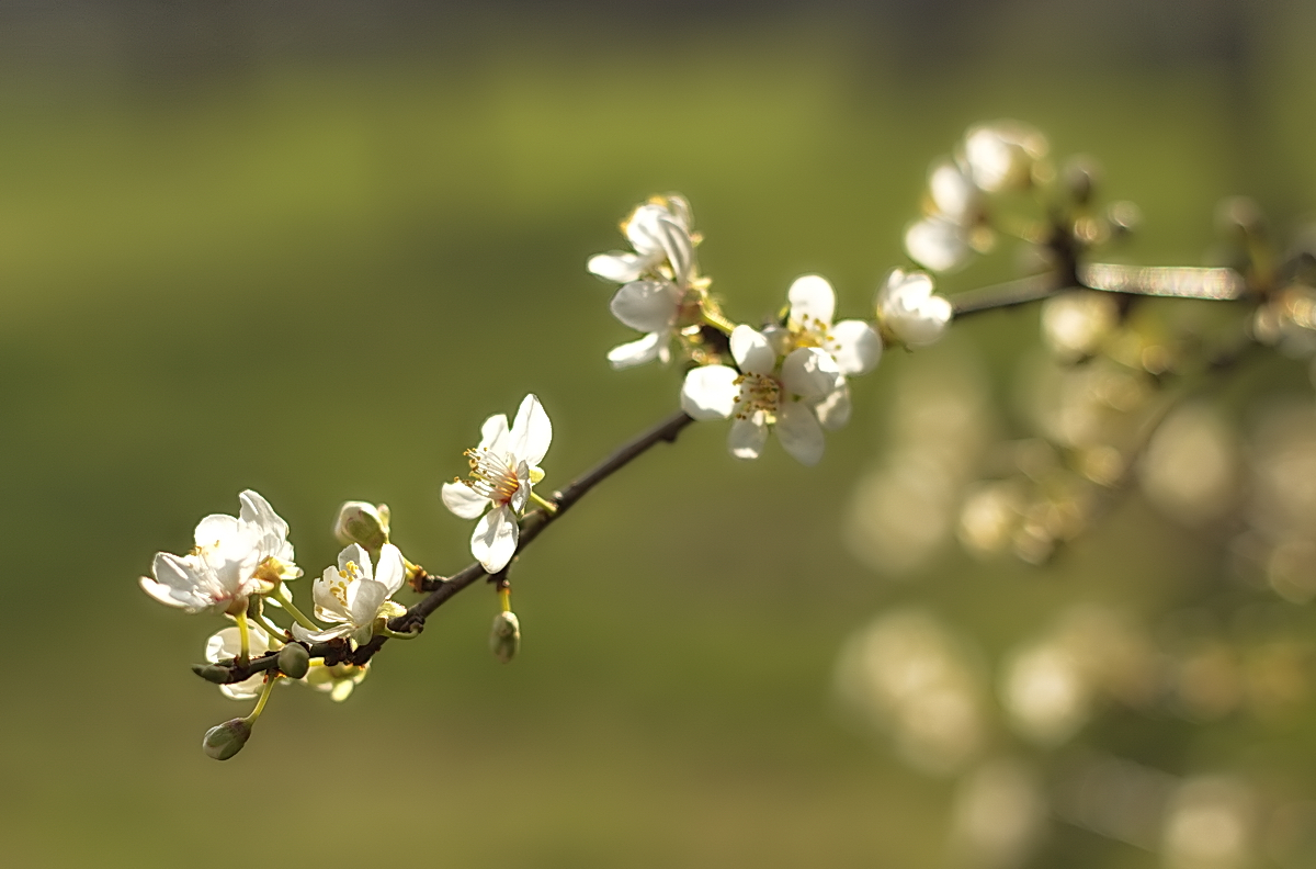 *Frühlingserwachen*