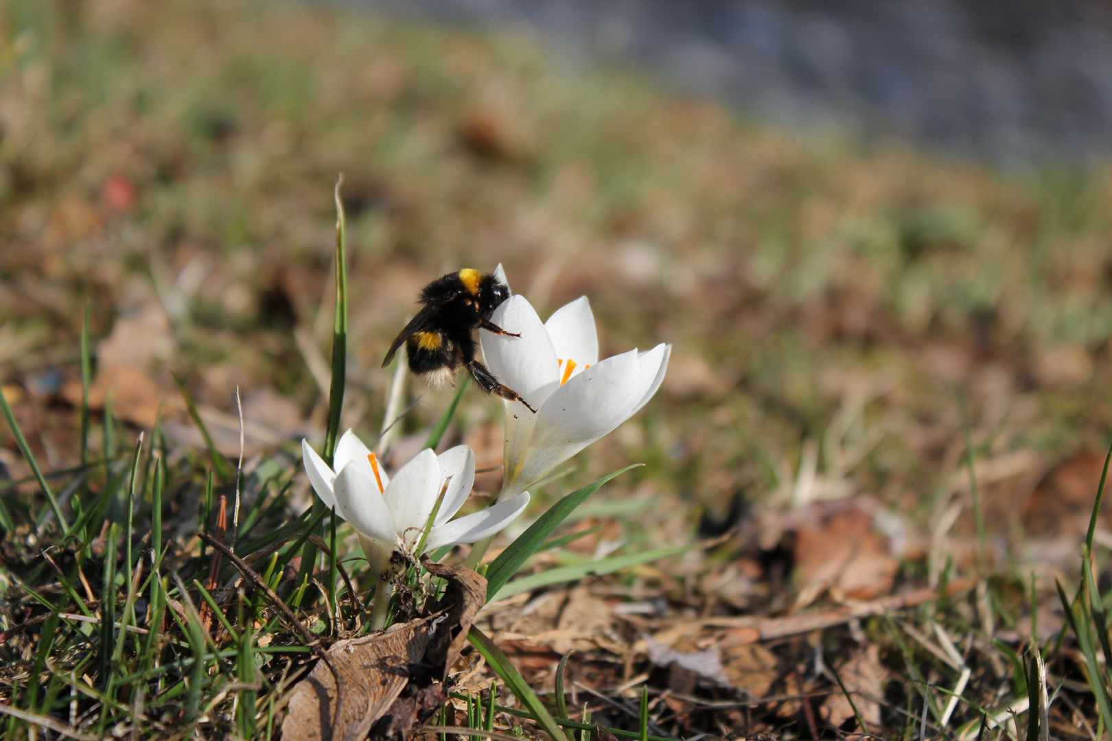 Frühlingserwachen