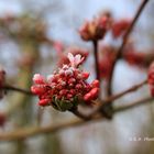 "Frühlingserwachen"