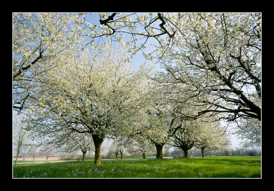 Frühlingserwachen 4