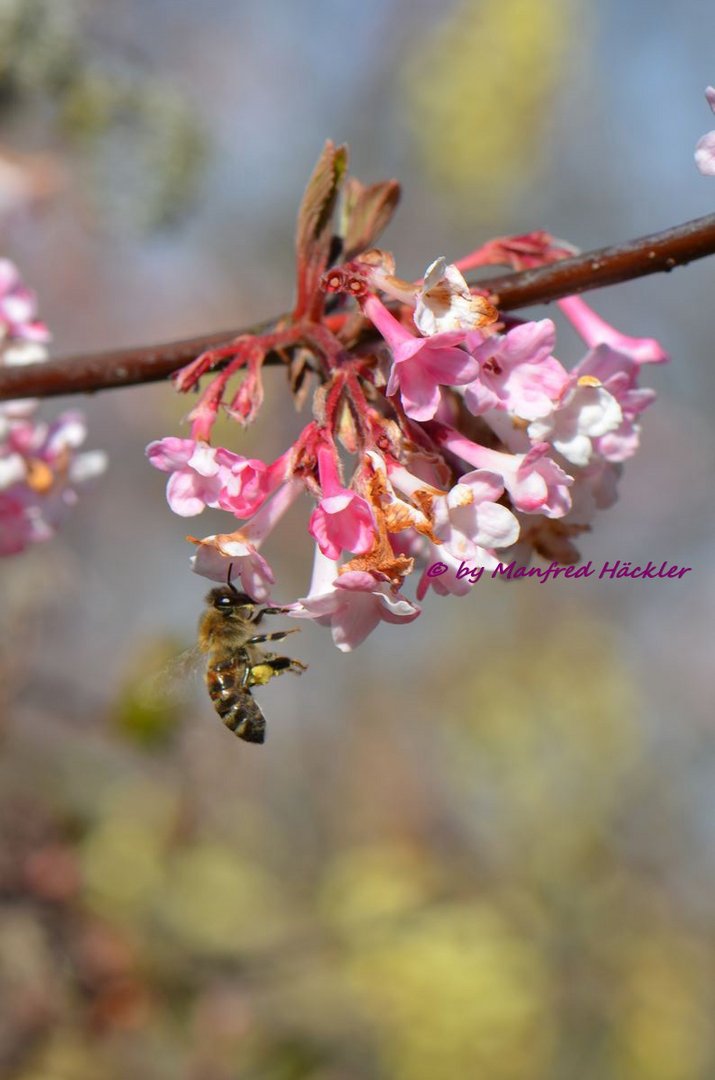 Frühlingserwachen 4