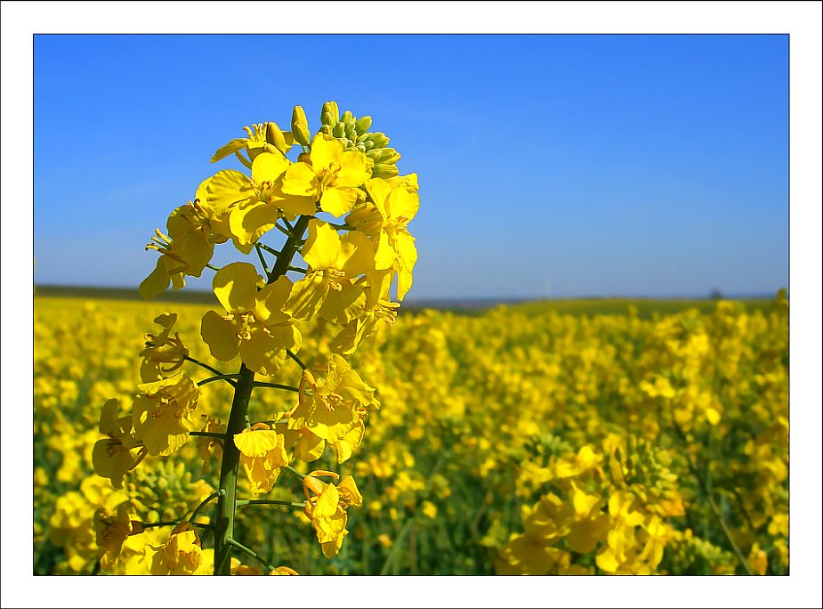 *\. Frühlingserwachen [4] ./*