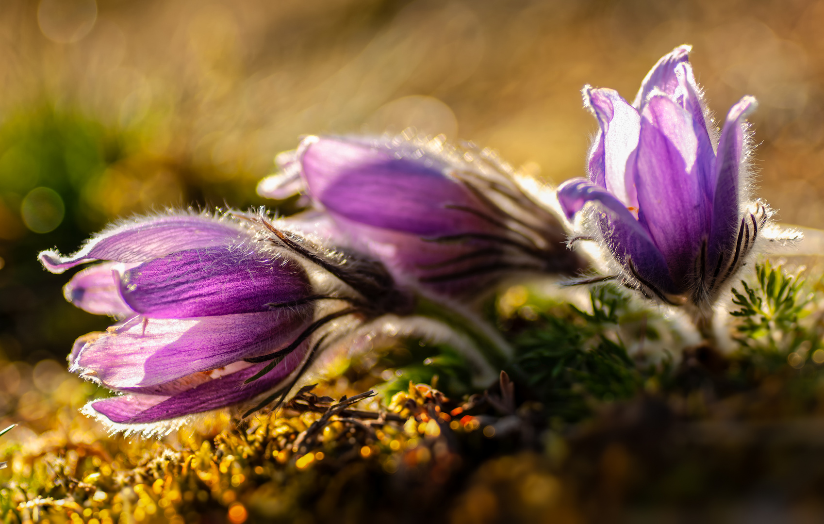 Frühlingserwachen Foto & Bild pflanzen, pilze & flechten, blüten