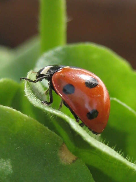 Frühlingserwachen