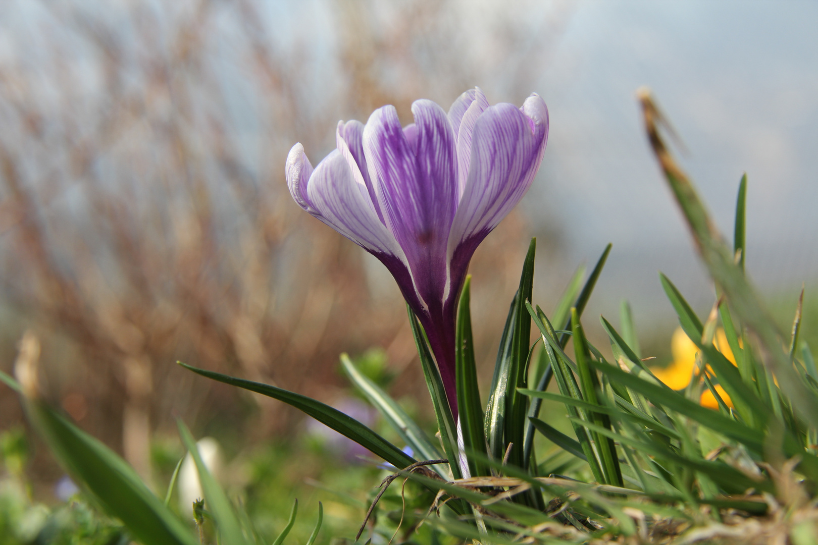 Frühlingserwachen