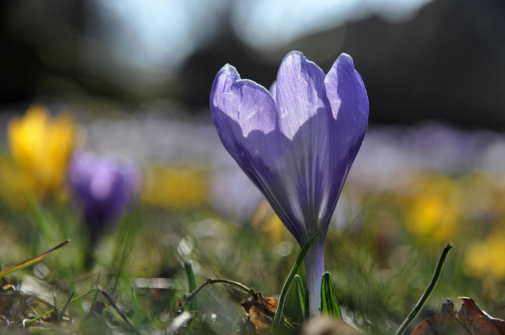 Frühlingserwachen