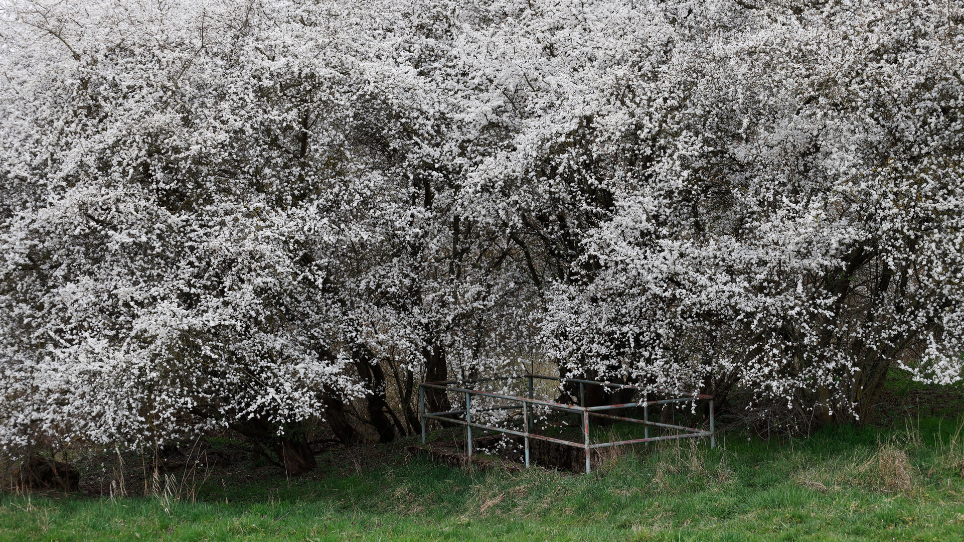 "Frühlingserwachen"