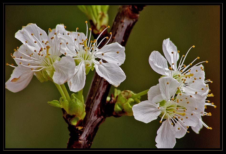 Frühlingserwachen