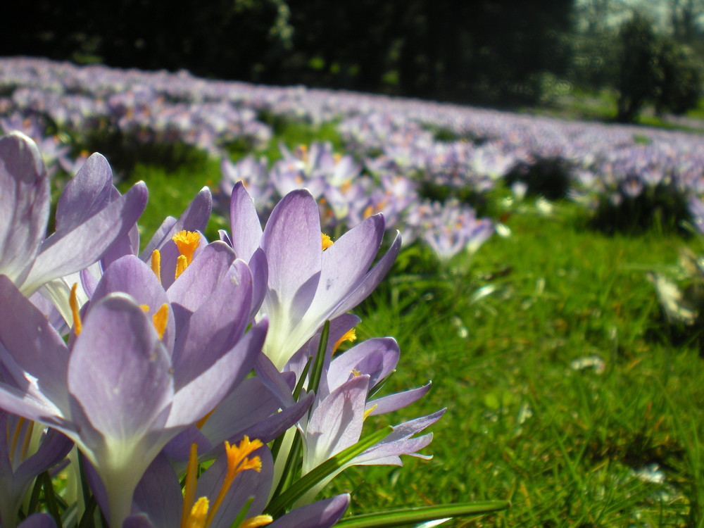 Frühlingserwachen