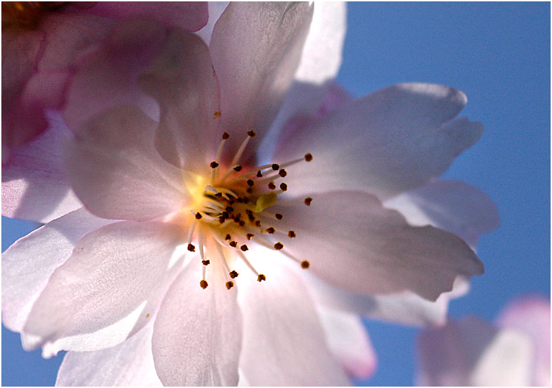 "Frühlingserwachen"