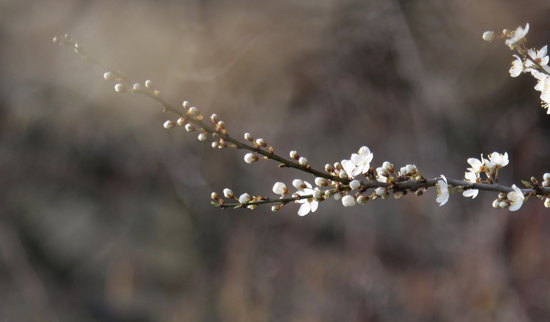 Frühlingserwachen