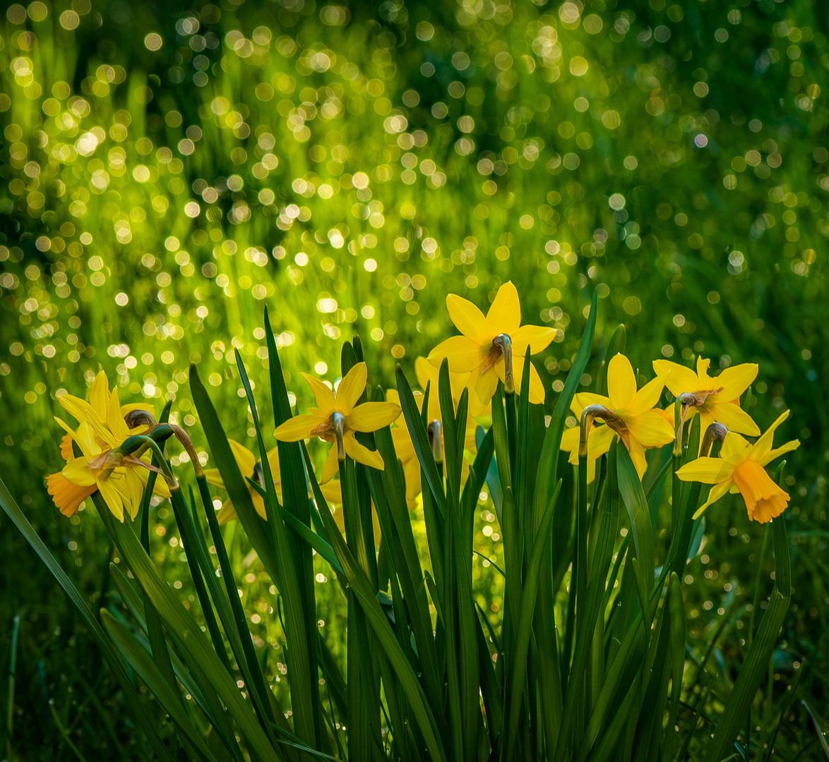 Frühlingserwachen