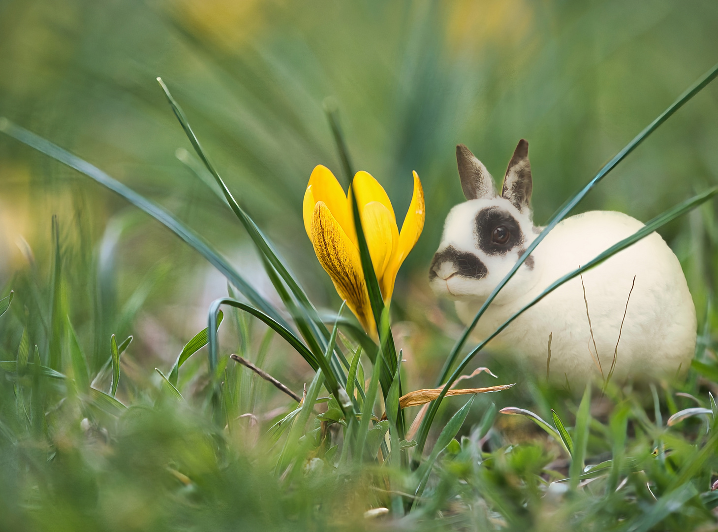 Frühlingserwachen