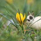 Frühlingserwachen