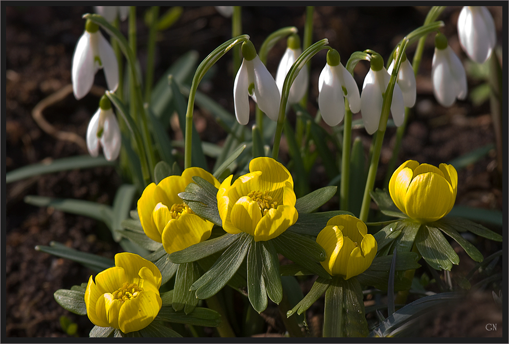 Frühlingserwachen