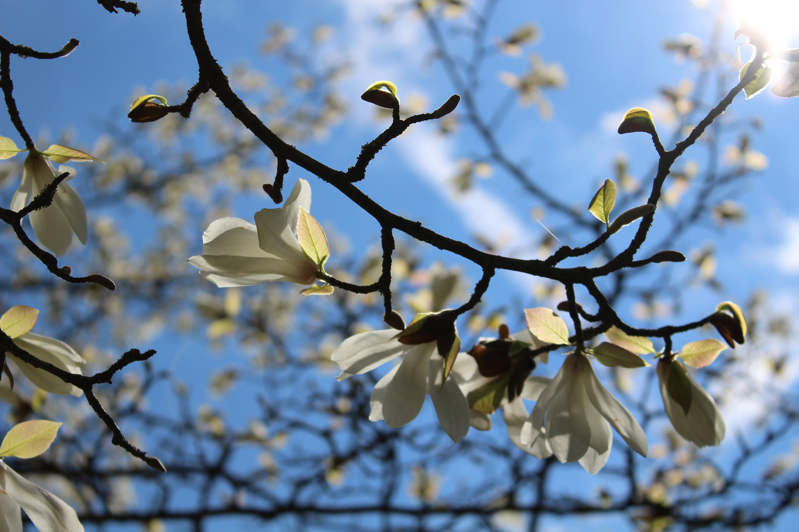 Frühlingserwachen