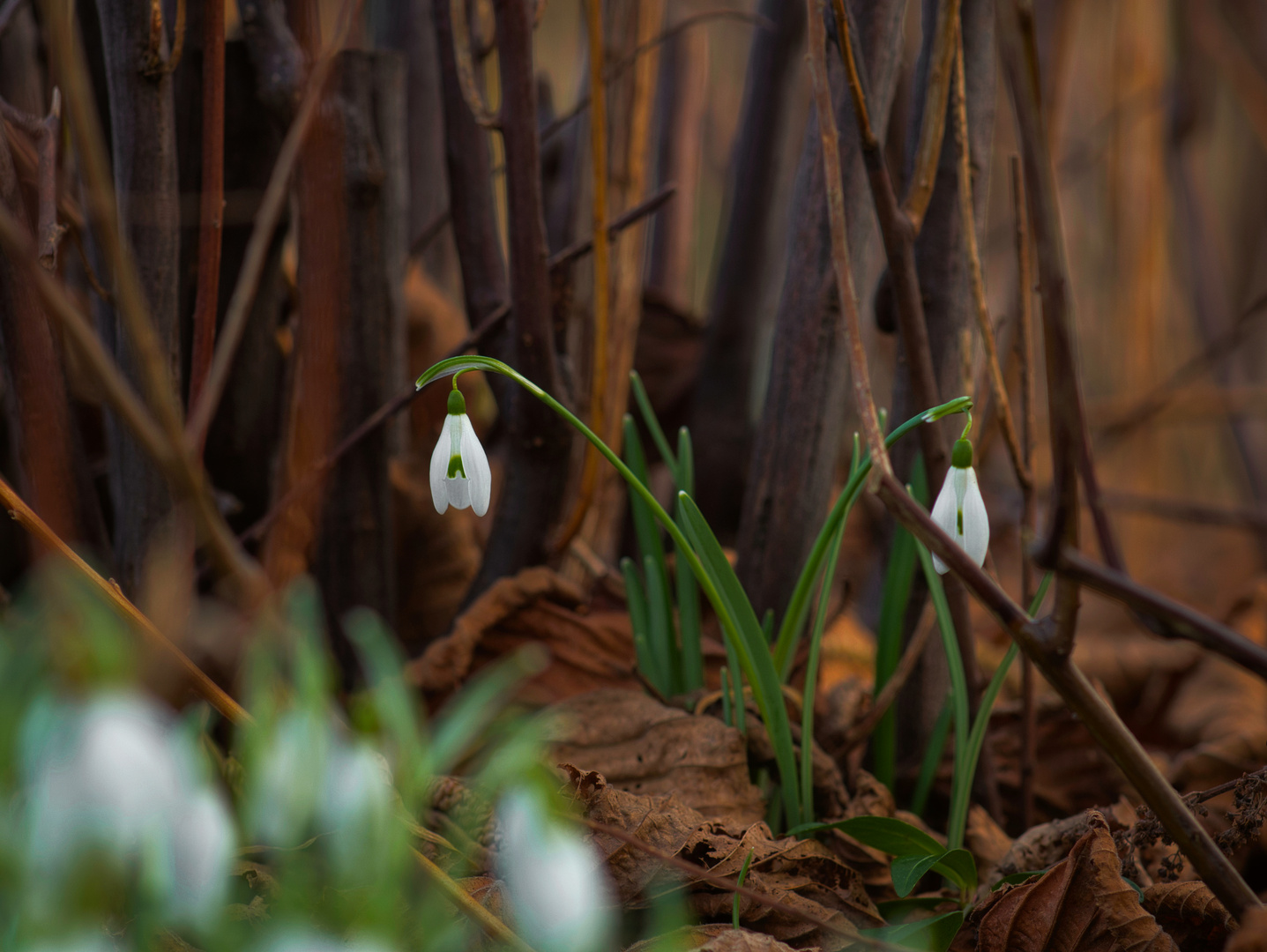 Frühlingserwachen