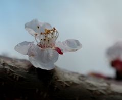 Frühlingserwachen