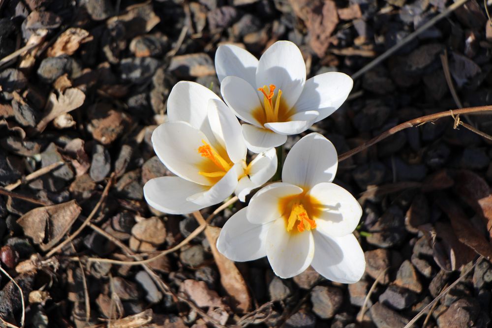 Frühlingserwachen