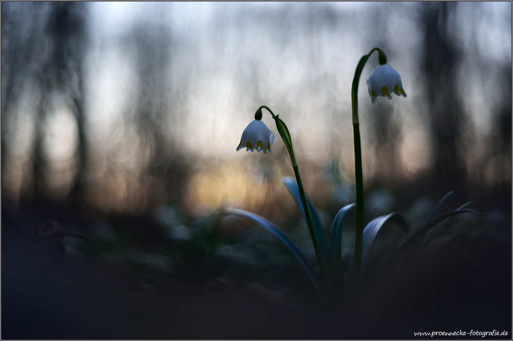 Frühlingserwachen