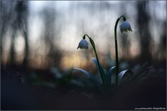 Frühlingserwachen