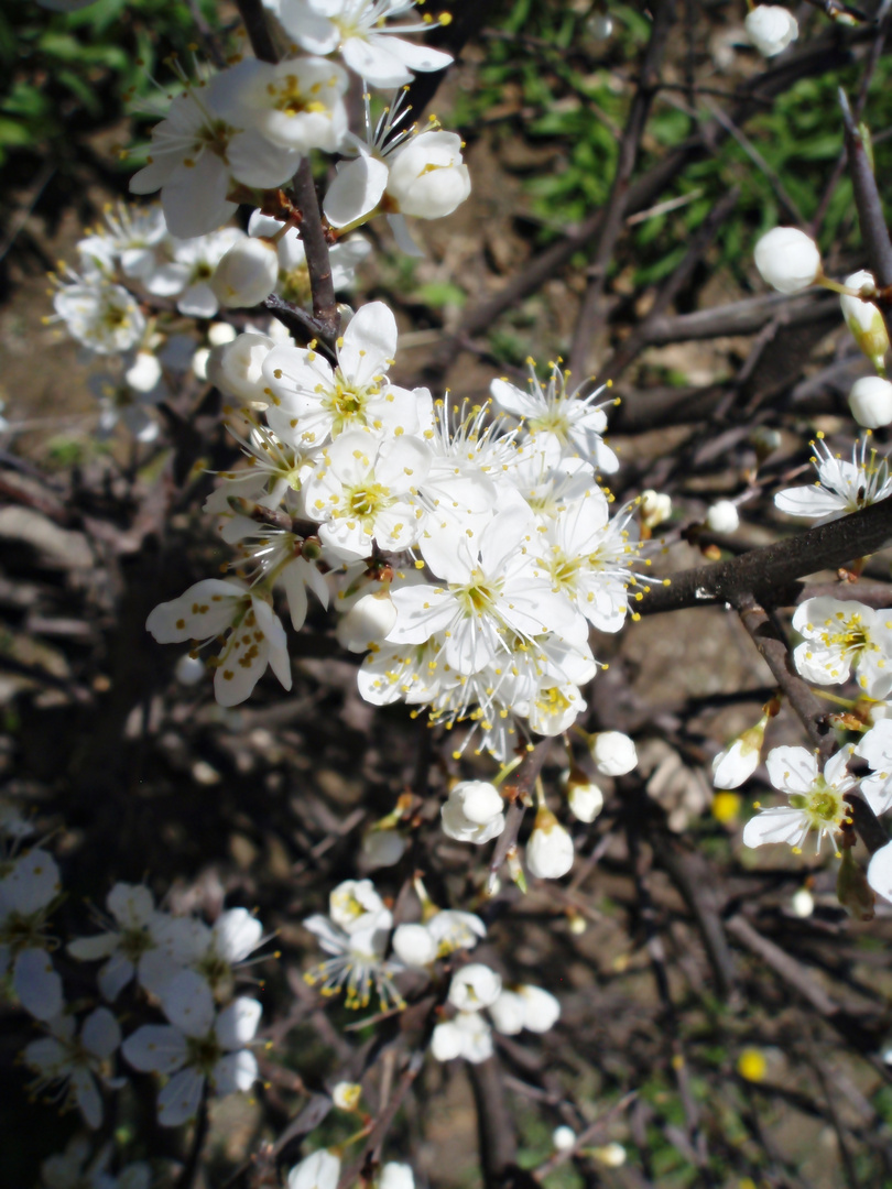 Frühlingserwachen