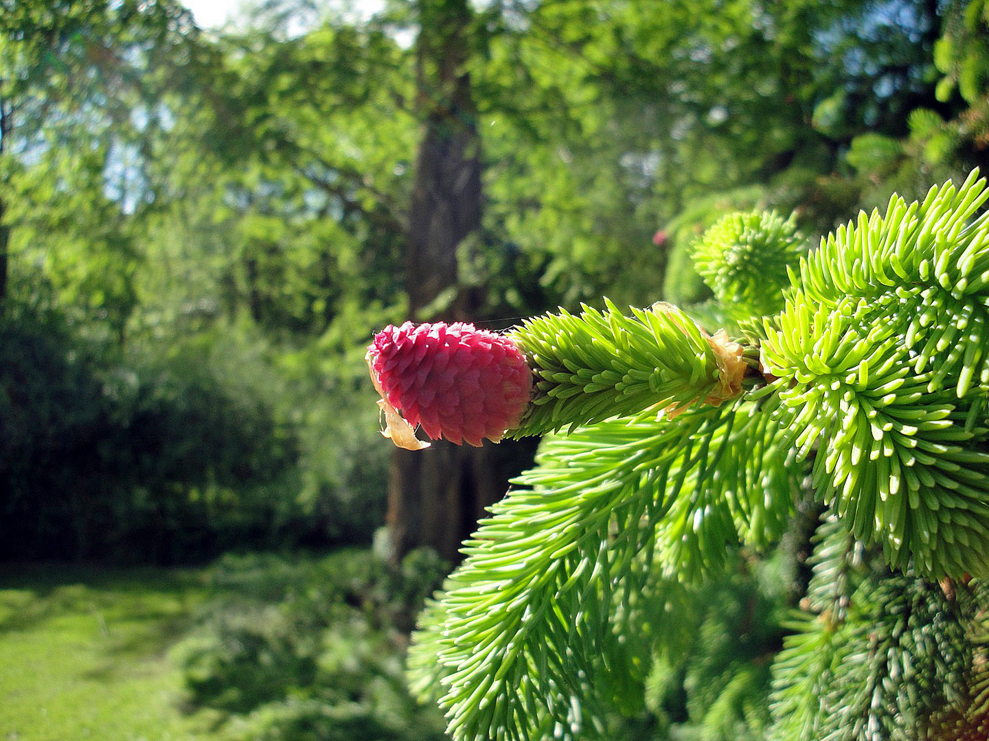 Frühlingserwachen