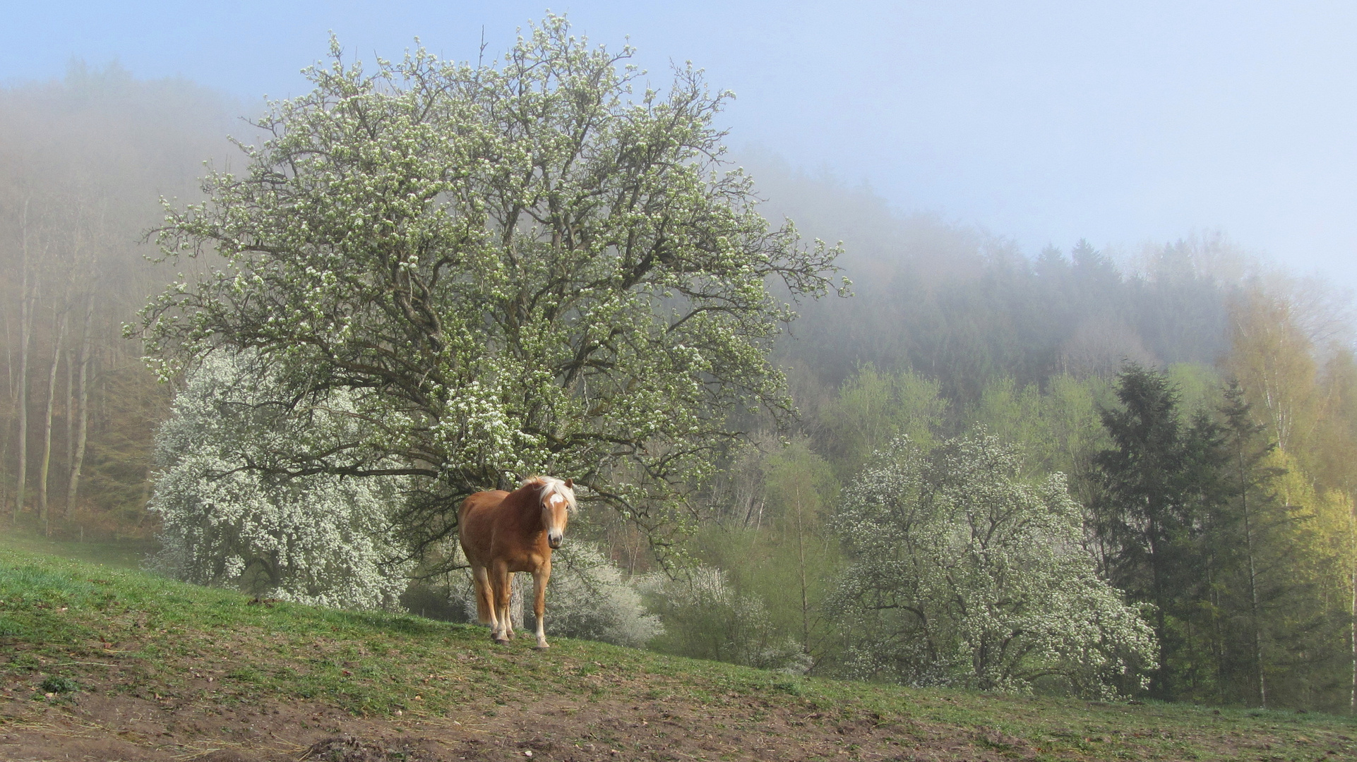 Frühlingserwachen