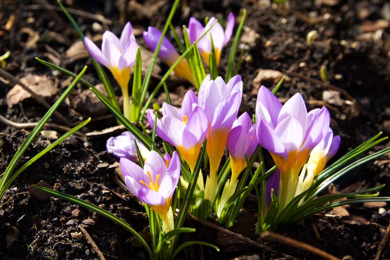 Frühlingserwachen