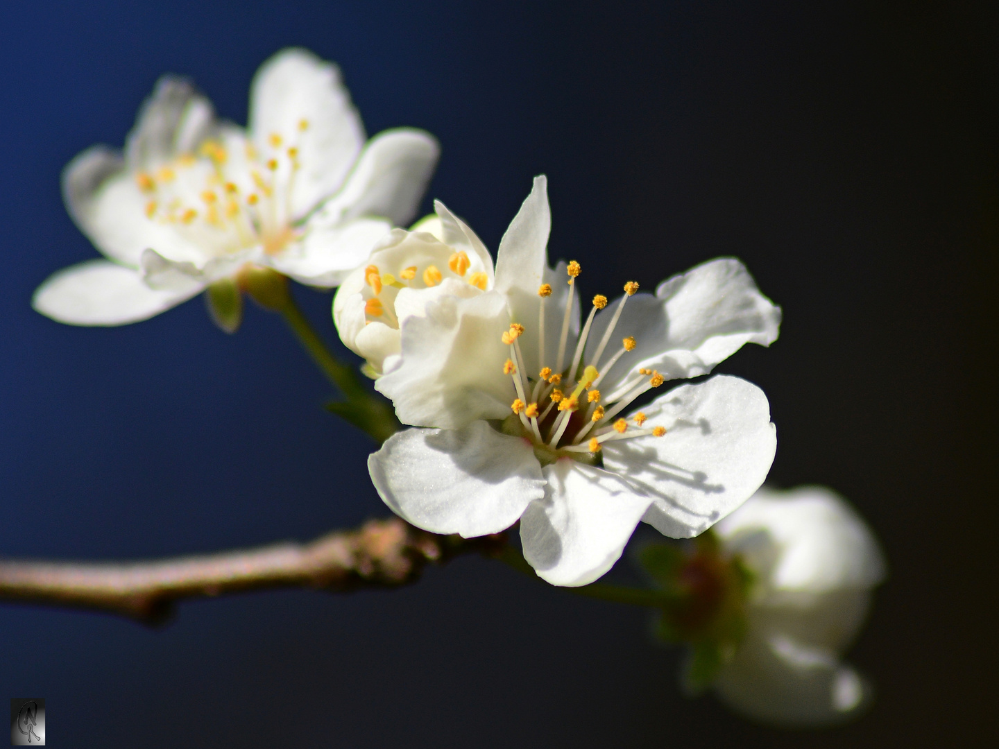 Frühlingserwachen