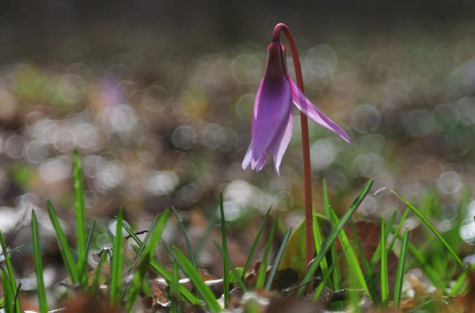 Frühlingserwachen